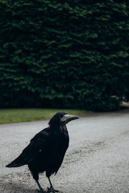 Raven Standing on Gravel Path