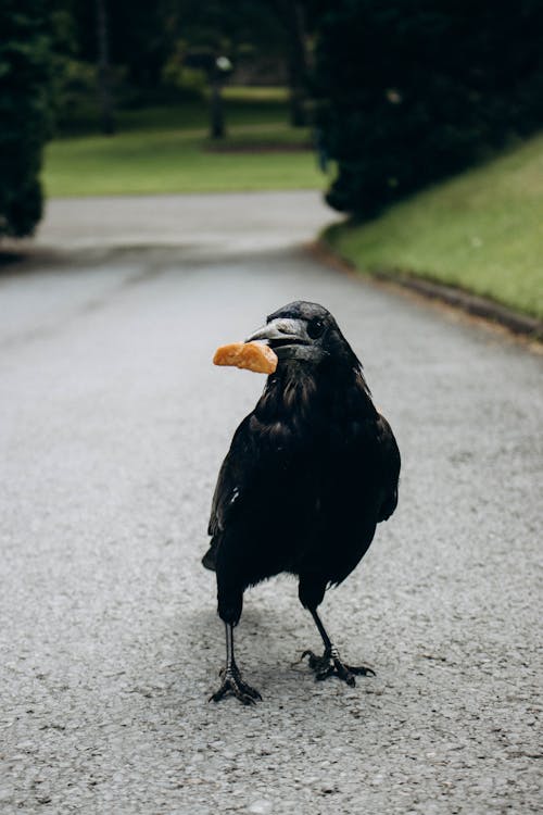 Foto profissional grátis de ave, batata frita, corvo