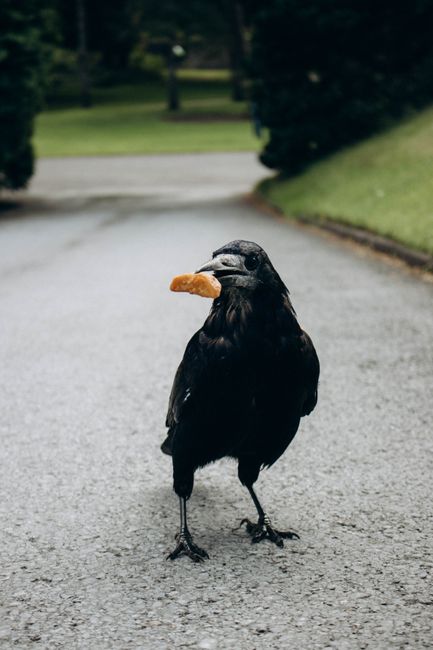 A raven stands on a park pathway holding a french fry in its beak.