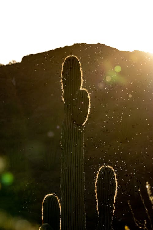 Morning Cactus