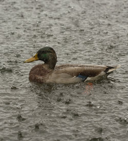Duck on the Water During the Rain