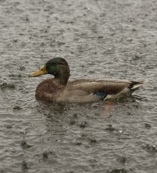 A mallard duck floats on a lake during a heavy rain shower, showcasing wildlife in nature.