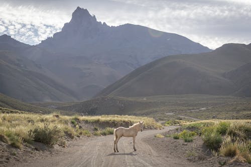 White Horse on Dirt Road in Mountains