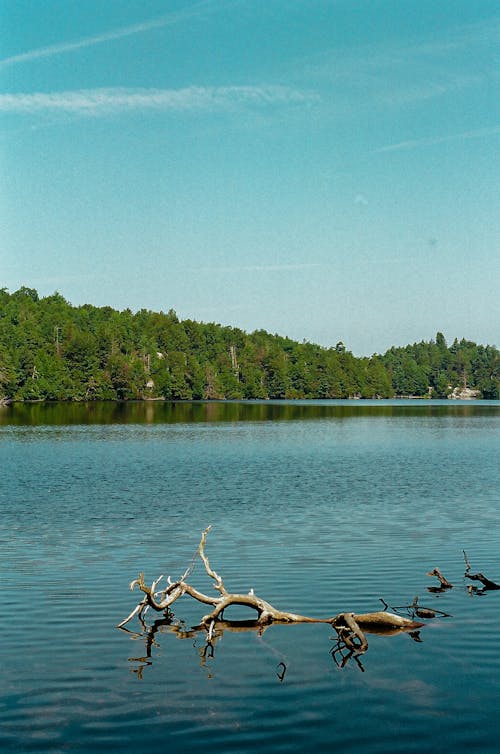 Tree Trunk in Lake Minnewaska
