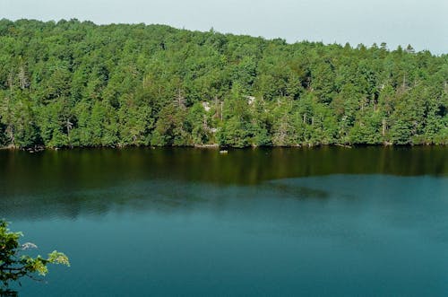 Conife Forest by Lake Minnewaska in USA