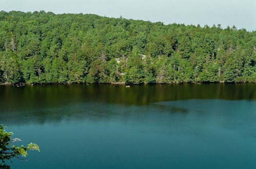 Fotos de stock gratuitas de bosque, conífera, Estados Unidos