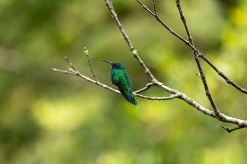 Close up of Hummingbird