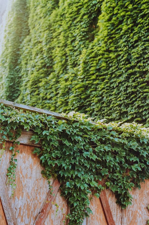Green Ivy on Wall