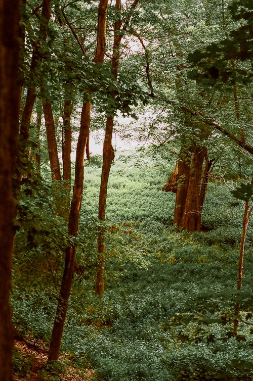 Free Explore a tranquil forest scene with lush greenery and towering trees creating a serene natural escape. Stock Photo