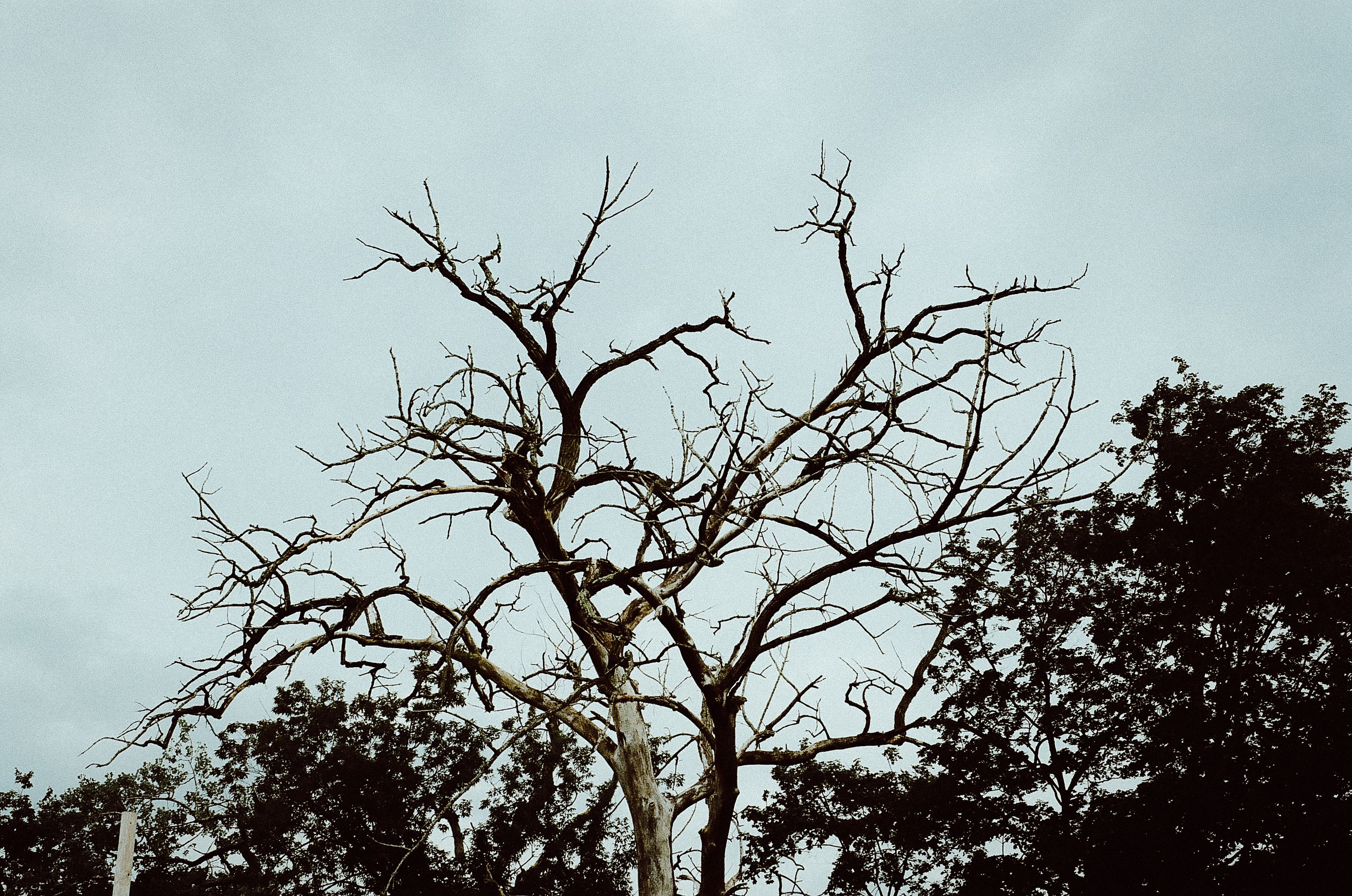 Crowns of Trees · Free Stock Photo