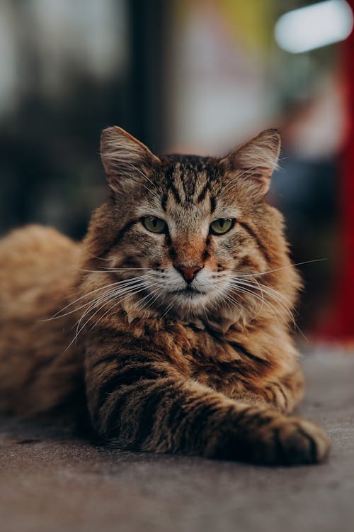 Cat Lying Down