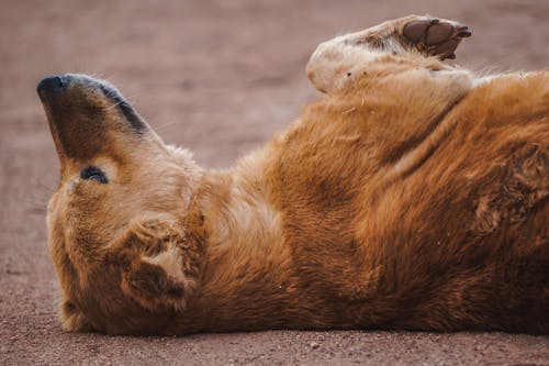 Dog Lying Down on Ground