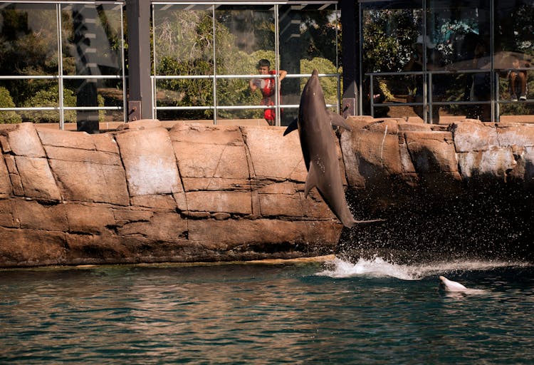 Dolphin Jump Out The Water