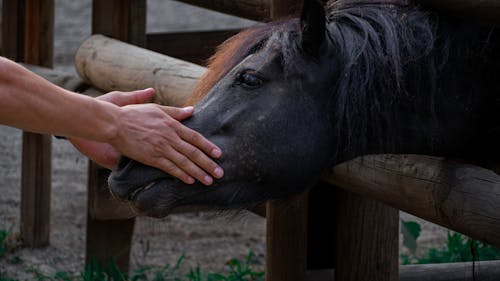 Hand Holding Black Horse Head