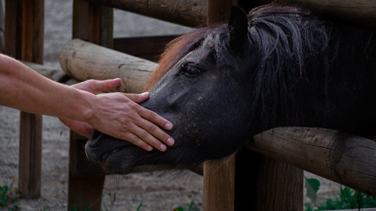 Hands Patting Horse Head