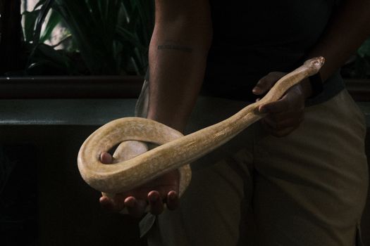pythons photo