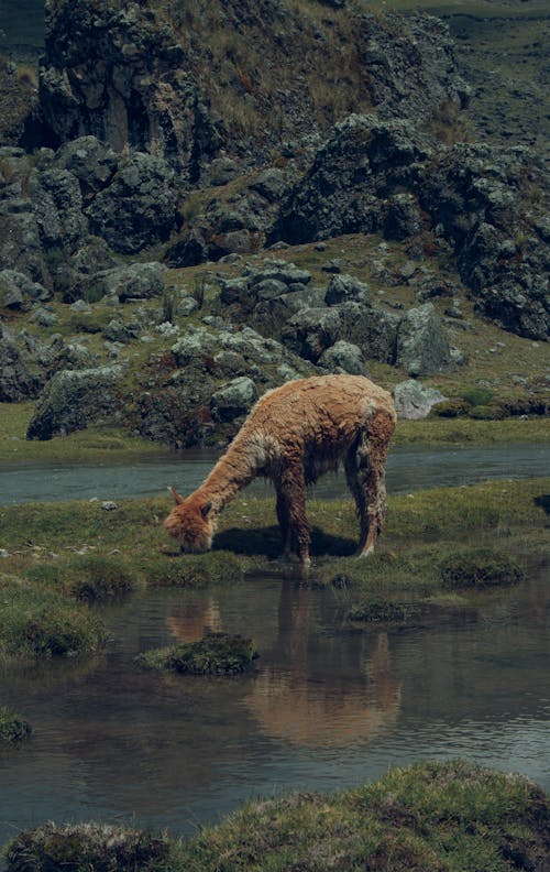 Alpaca Grazing on Mountain Pasture