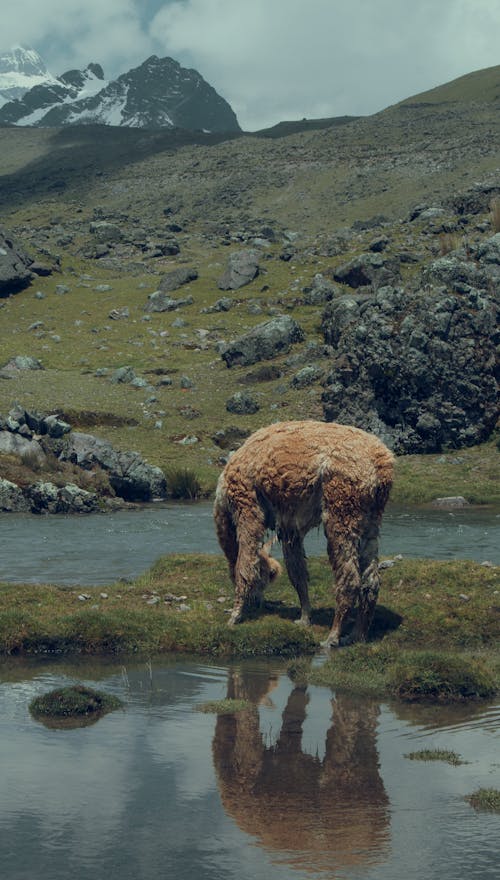 Alpaca near Water in Mountains