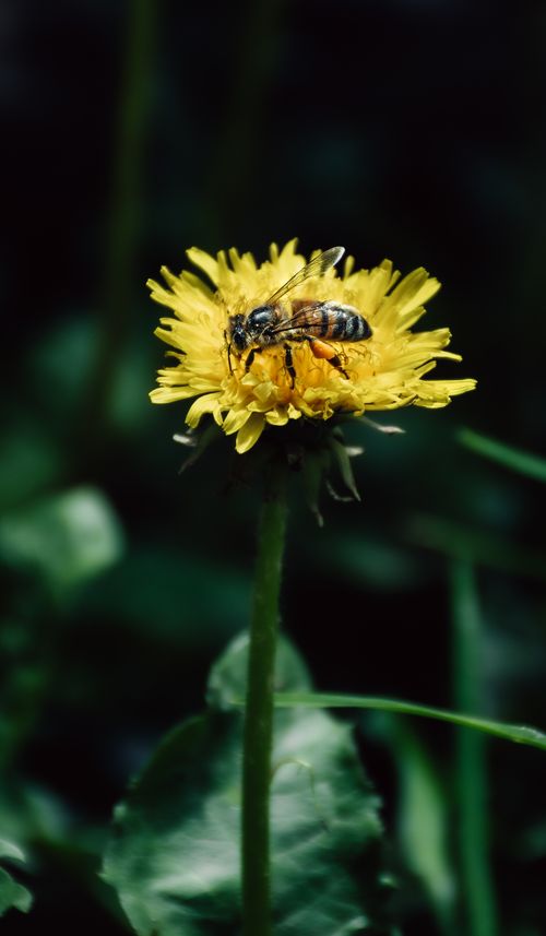Free A close-up shot of a bee pollinating a yellow dandelion flower, showcasing the beauty of nature and wildlife. Stock Photo