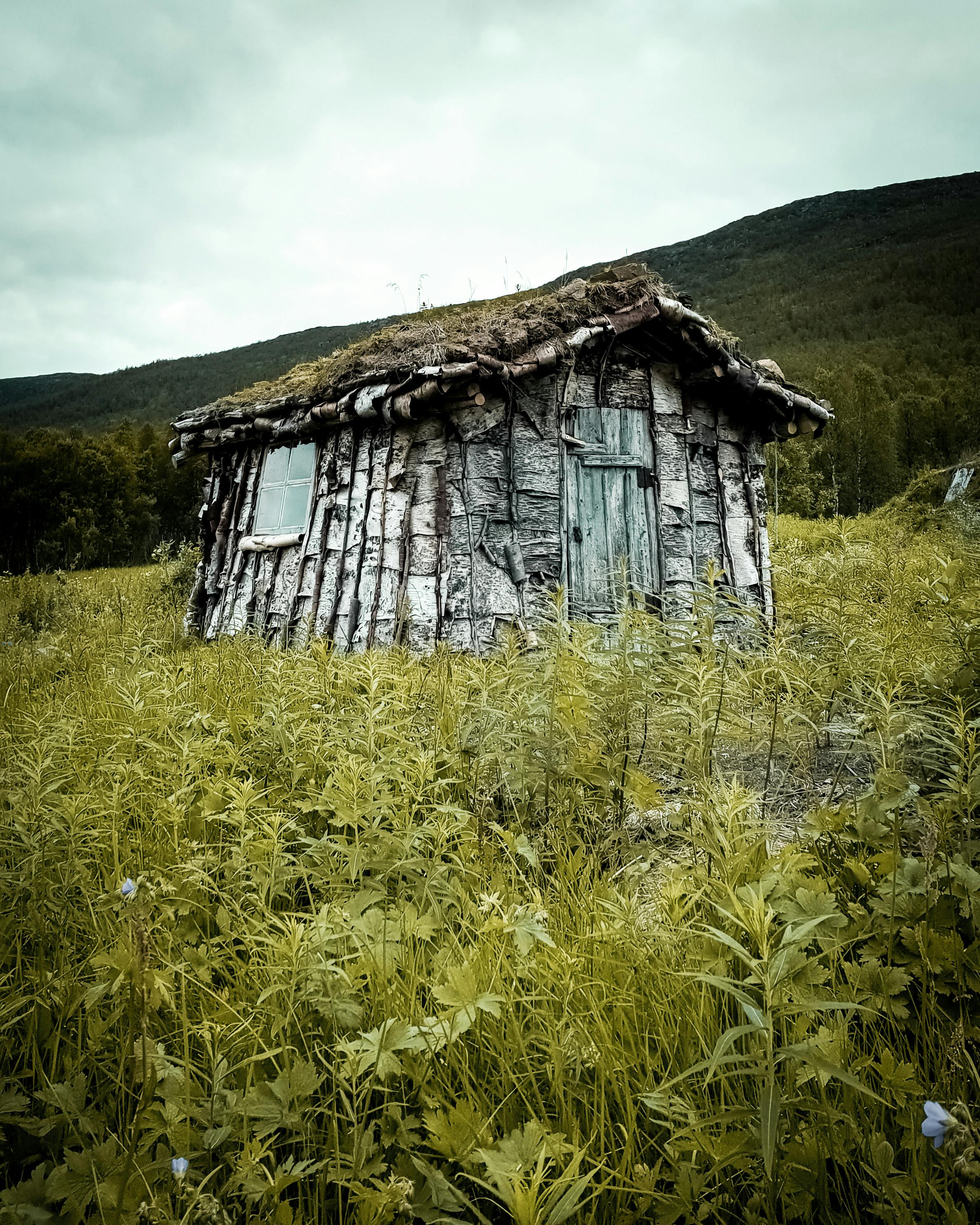 一座饱经风霜的小屋孤零零地矗立在郁郁葱葱的草丛中，唤起对荒野的怀旧之情