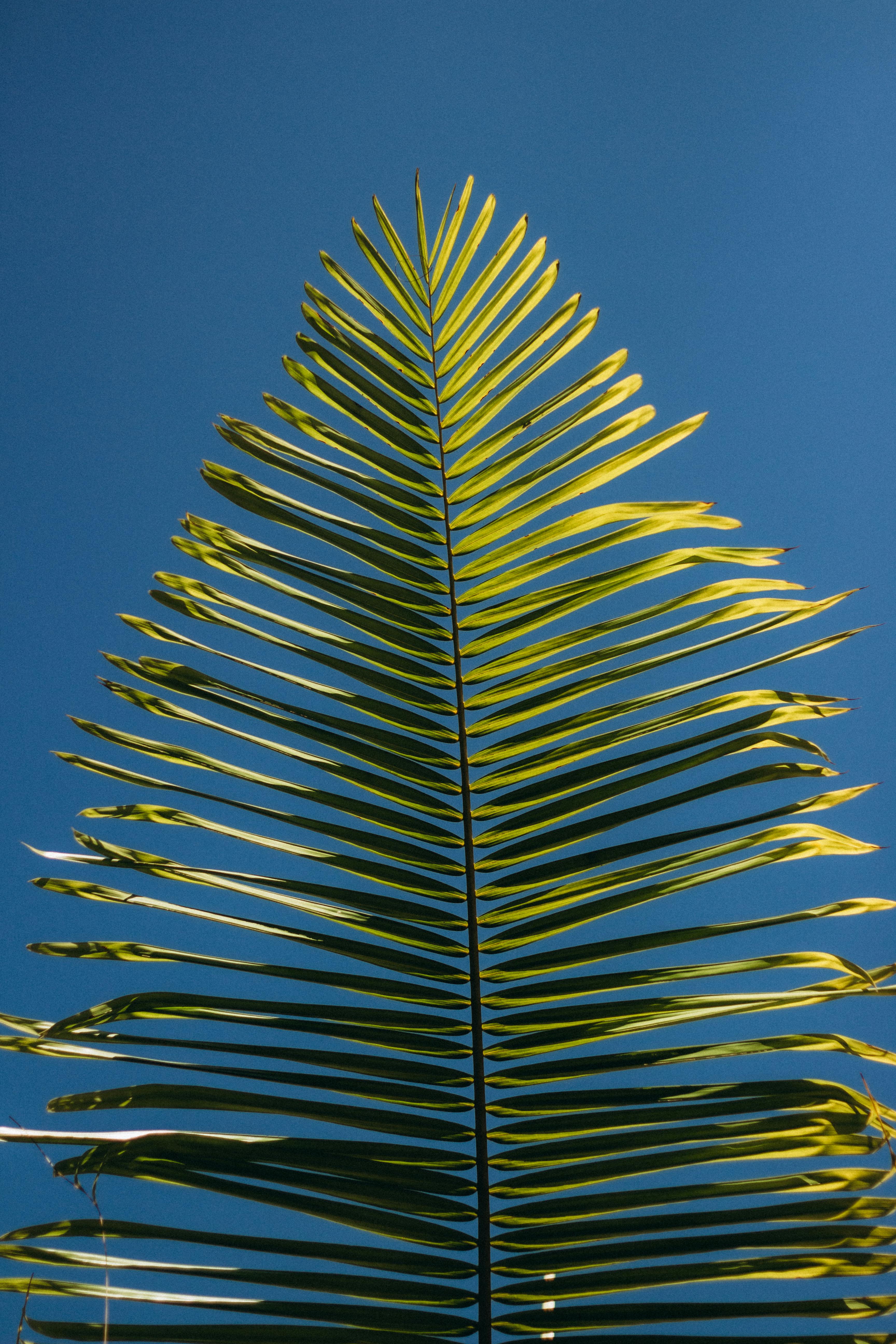A close-up of a palm leaf with a vibrant blue sky backdrop, capturing the essence of nature.