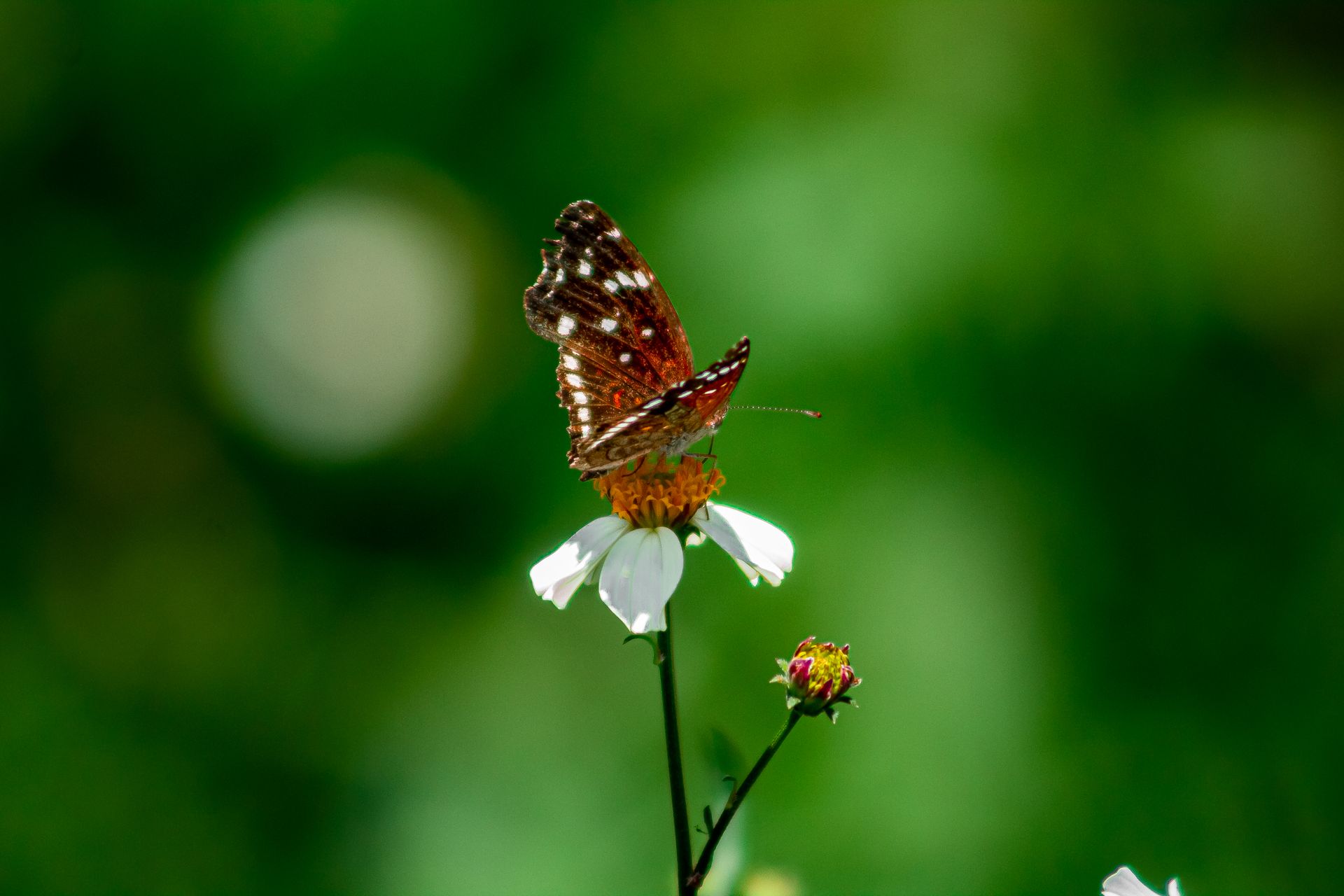 Close-up of a Texan Crescent butterfly on a white flower with a blurred green background.