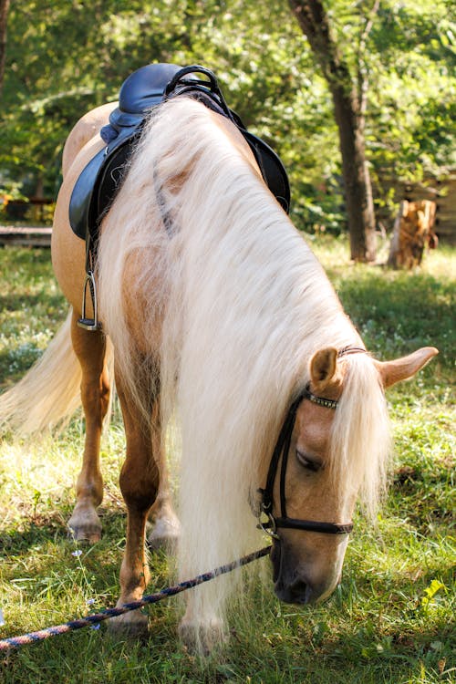 Δωρεάν στοκ φωτογραφιών με άλογο, βοσκή, ζωικά