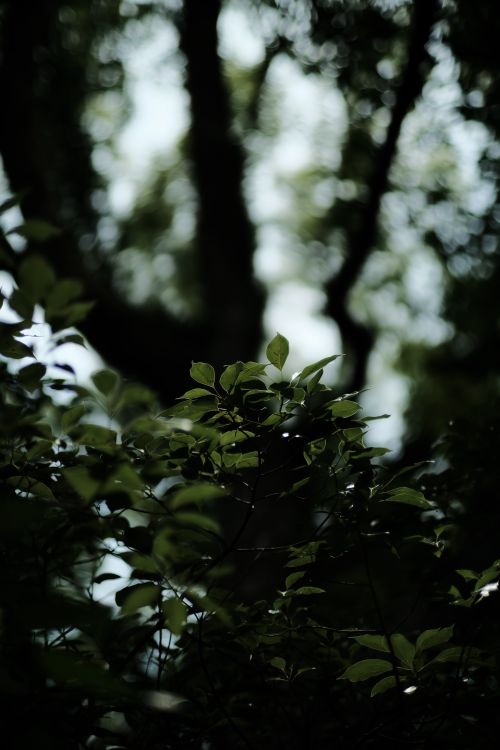 Free A captivating shot of lush green foliage in a shadowed forest, showcasing nature's intricate patterns. Stock Photo