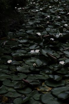 A tranquil view of white water lilies floating among dark green leaves on a pond.