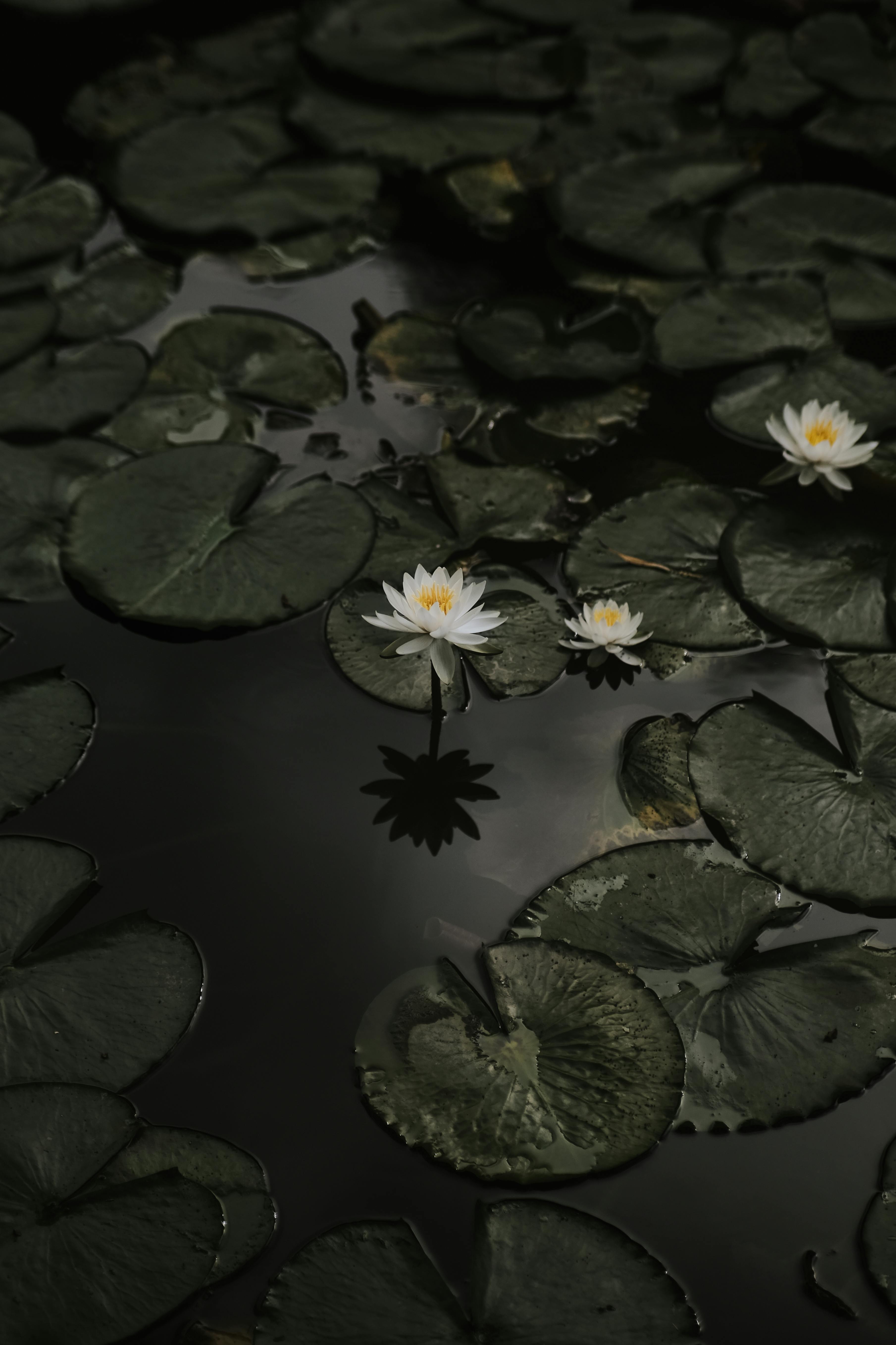 Waterlilies Photos, Download The BEST Free Waterlilies Stock Photos ...