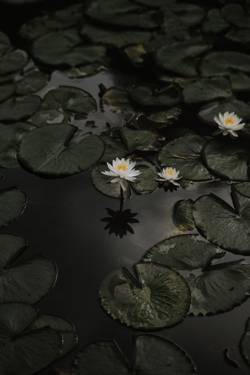 Free A tranquil scene of white waterlilies and green leaves on a dark, reflective pond surface. Stock Photo
