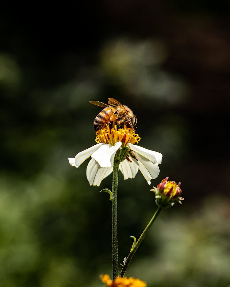 Bee On Flower