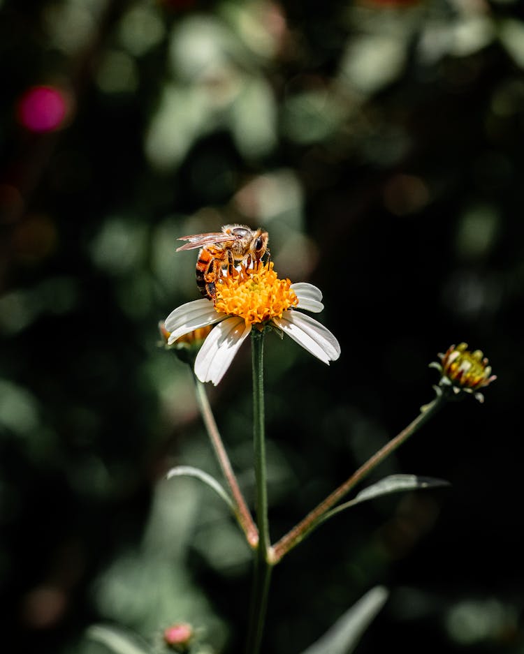 Bee On Flower