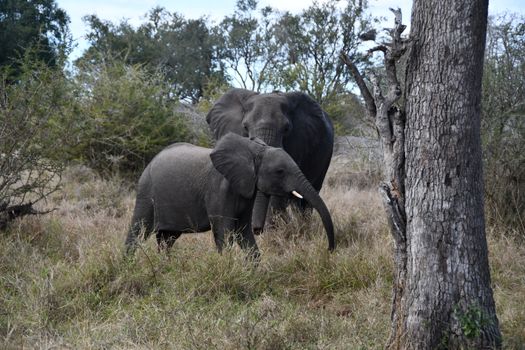 Hwange elephant safari extension — Victoria Falls