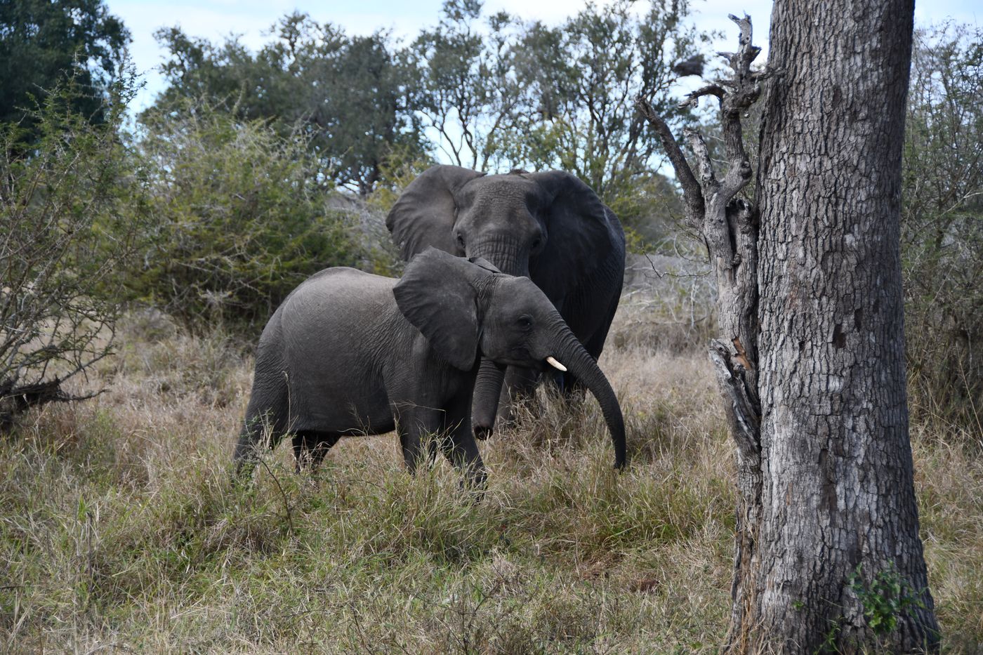 Two African elephants walking through the grassy bushveld of South Africa's Sabi Sand