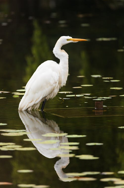 Gratis stockfoto met dierenfotografie, grote zilverreiger, natuurfotografie