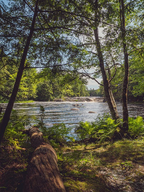 Wide River Seen from Forest