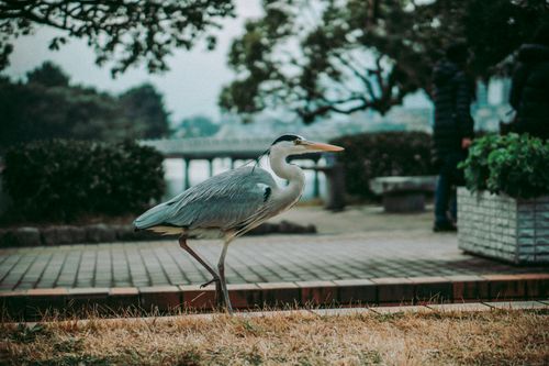 Free A graceful heron walking in a park setting, surrounded by nature and greenery. Stock Photo