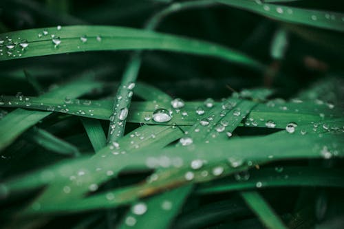 Free Close-Up Photo of Dewdrops on Leaves Stock Photo