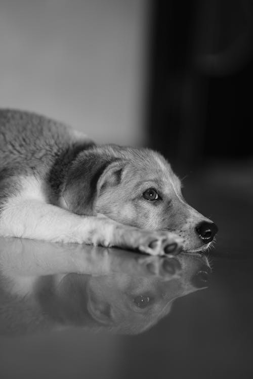 Foto profissional grátis de bonitinho, cachorro, cão de estimação