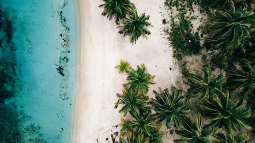 Top View of a Coast with Palm Trees