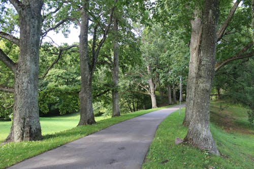 Безкоштовне стокове фото на тему «дерева, дорога, зелений»