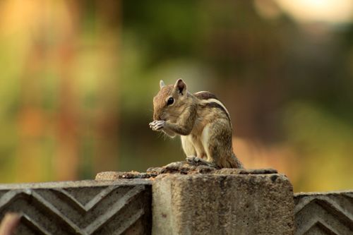 Free Close-up image of a chipmunk eating on a concrete wall in natural surroundings. Stock Photo