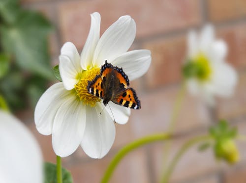 Small Tortoiseshell Butterfly with Spread Wings on a White Flower