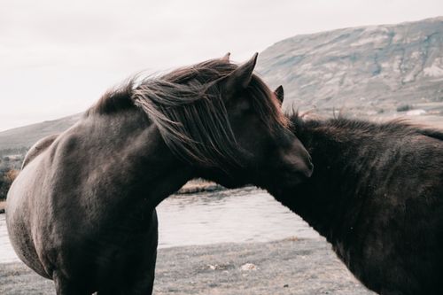 Free Two Icelandic horses gently nuzzling in a serene Icelandic landscape, showcasing natural beauty and animal companionship. Stock Photo