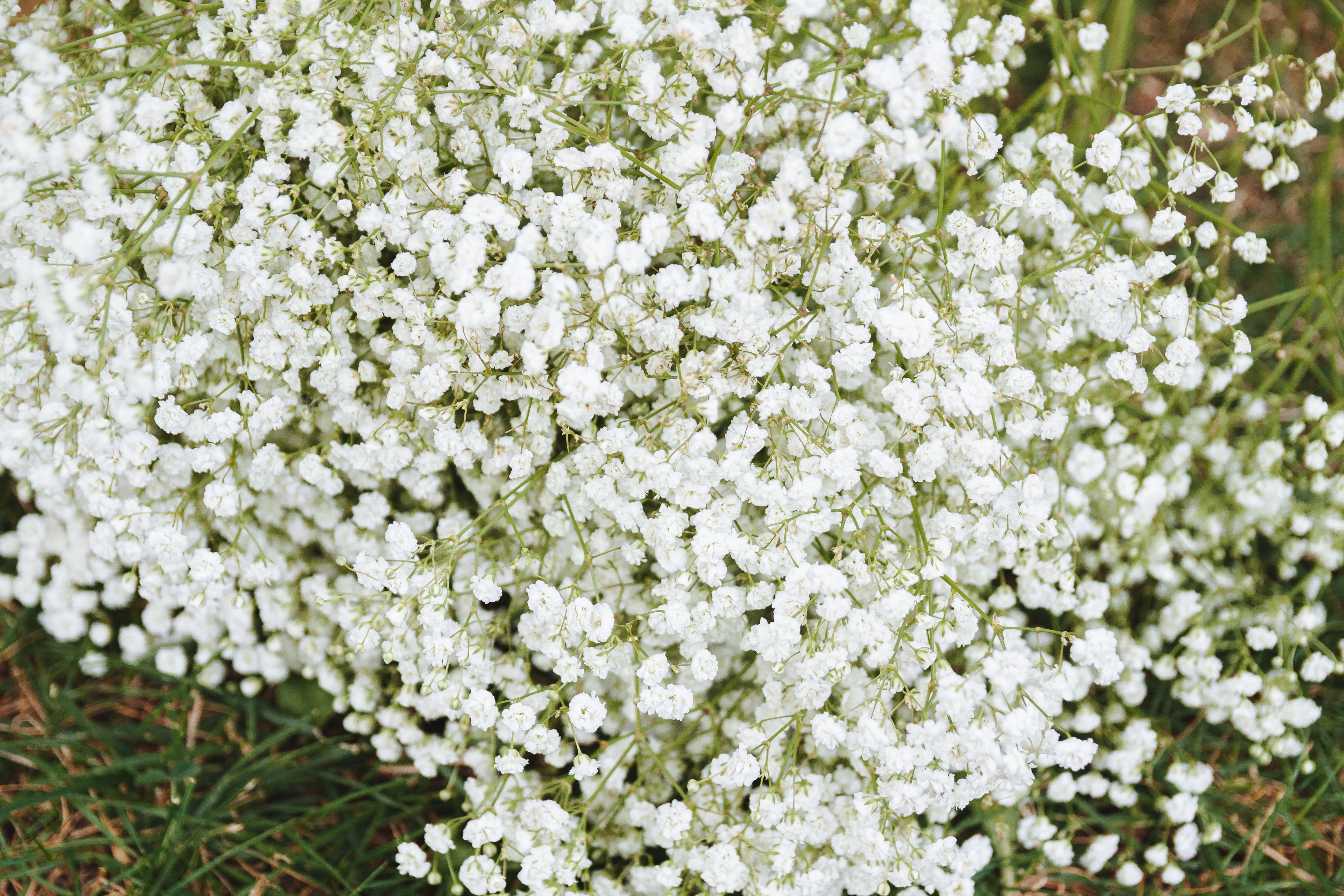Beautiful close-up of fresh white Baby's Breath flowers in full bloom, showcasing nature's delicate beauty.