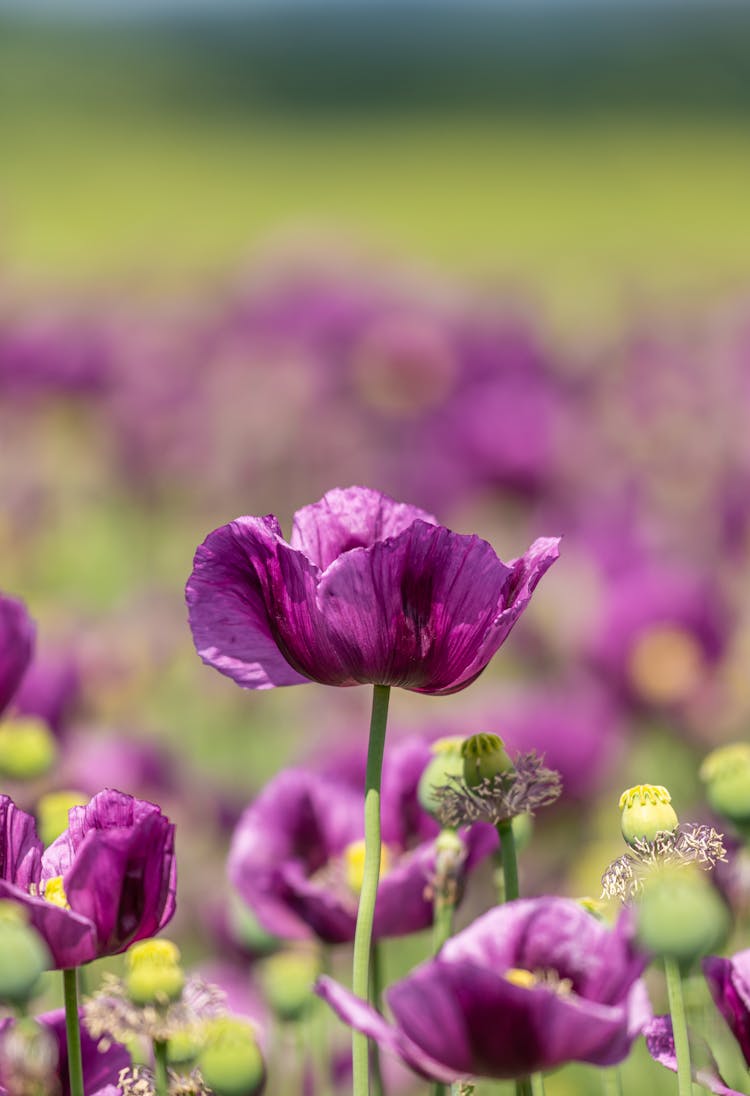 Purple Flower On Meadow