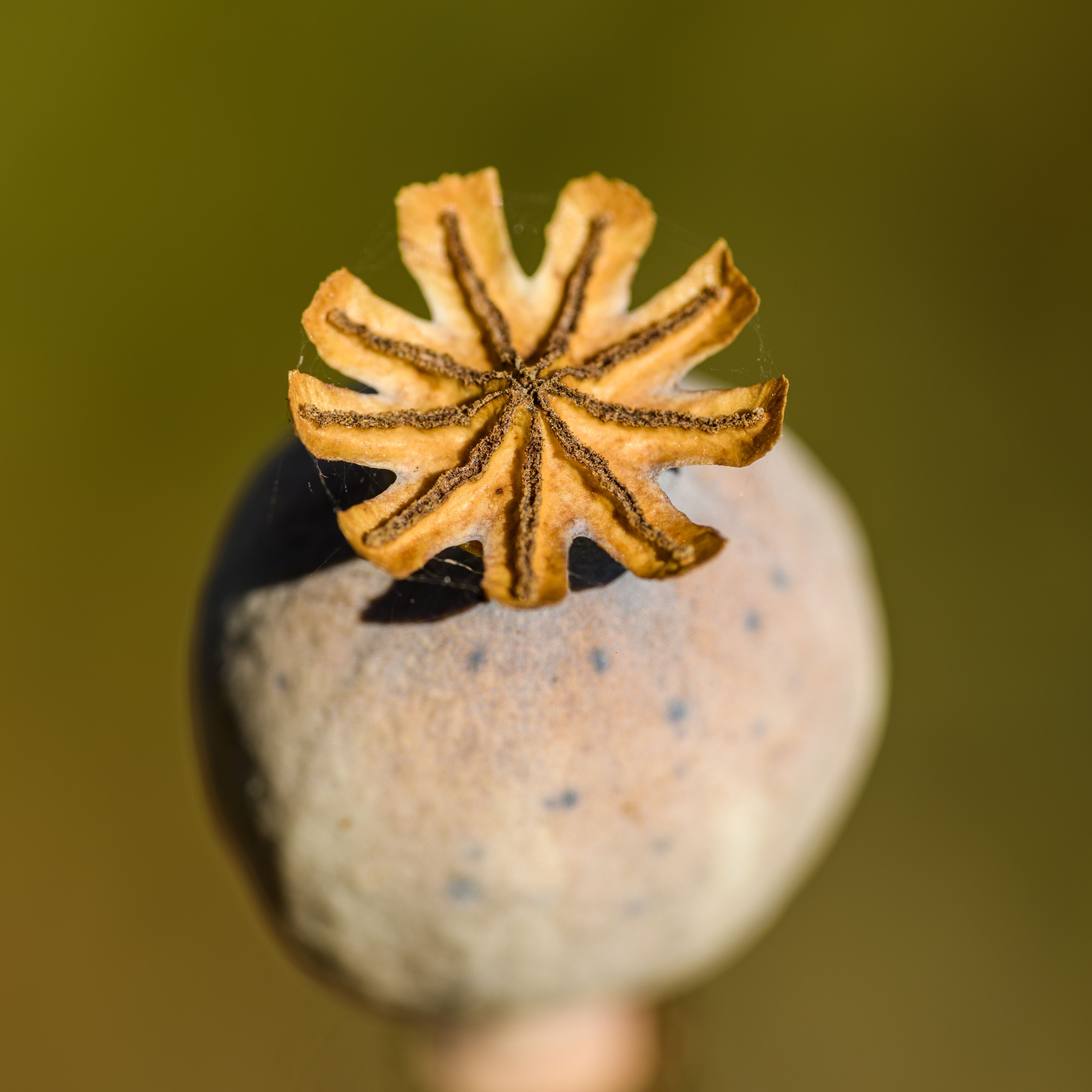 Detailed close-up of a dried poppy capsule with a natural brown seed head against a blurred green background.