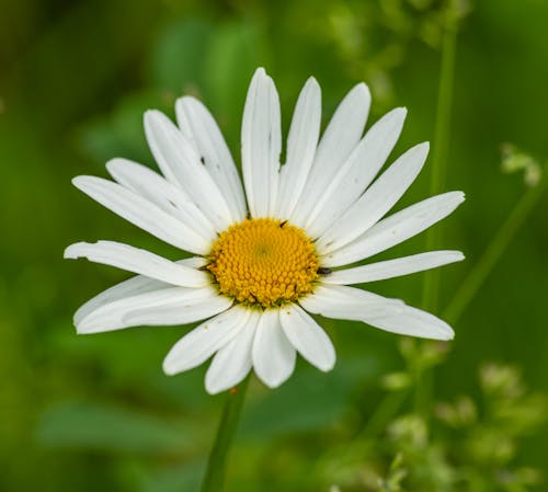 Kostnadsfri bild av blomma, daisy, färsk