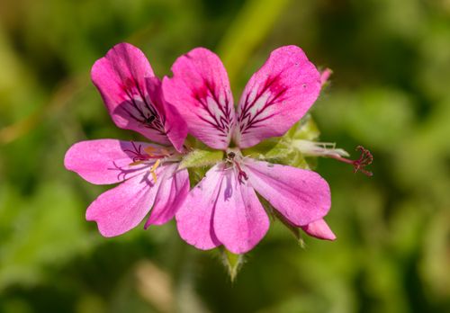 Free Detailed view of vibrant pink pelargonium flower with lush green background. Stock Photo